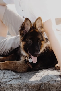 A young German Shepherd dog is lying on a rough stone surface, panting with its tongue out. Next to the dog is a person wearing a white shirt and light-colored shorts, partially visible, sitting with legs bent.