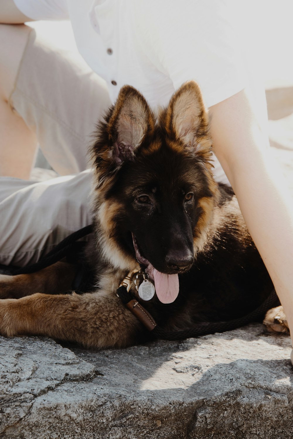 black and tan german shepherd lying on bed