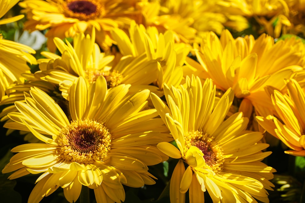 yellow sunflower in close up photography