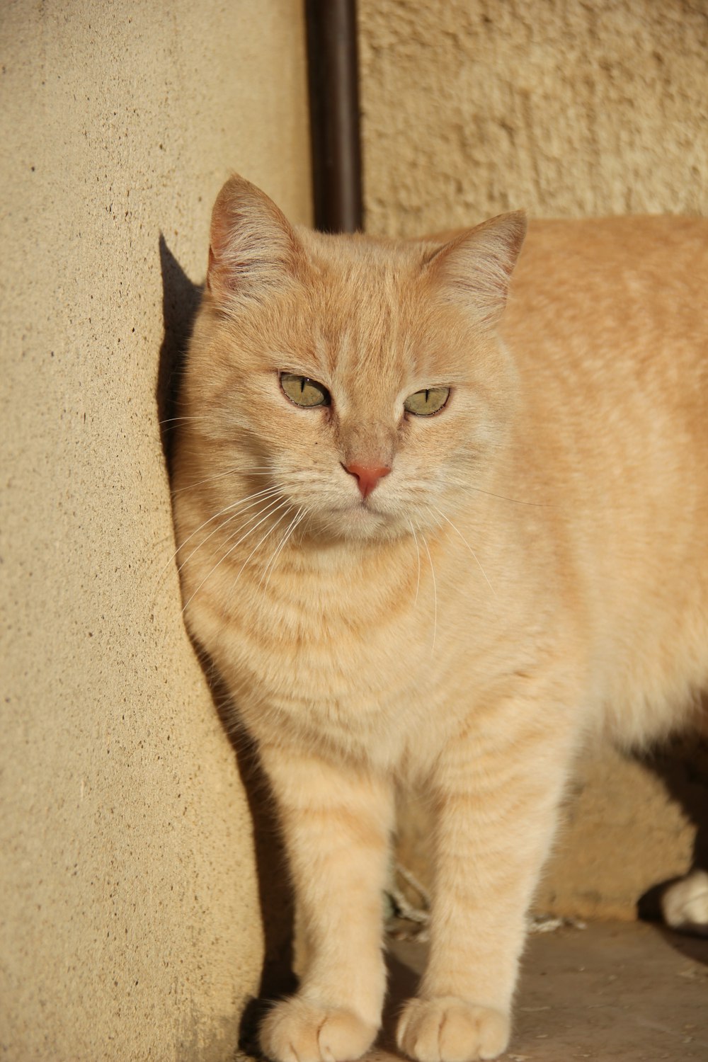 orange tabby cat on brown carpet