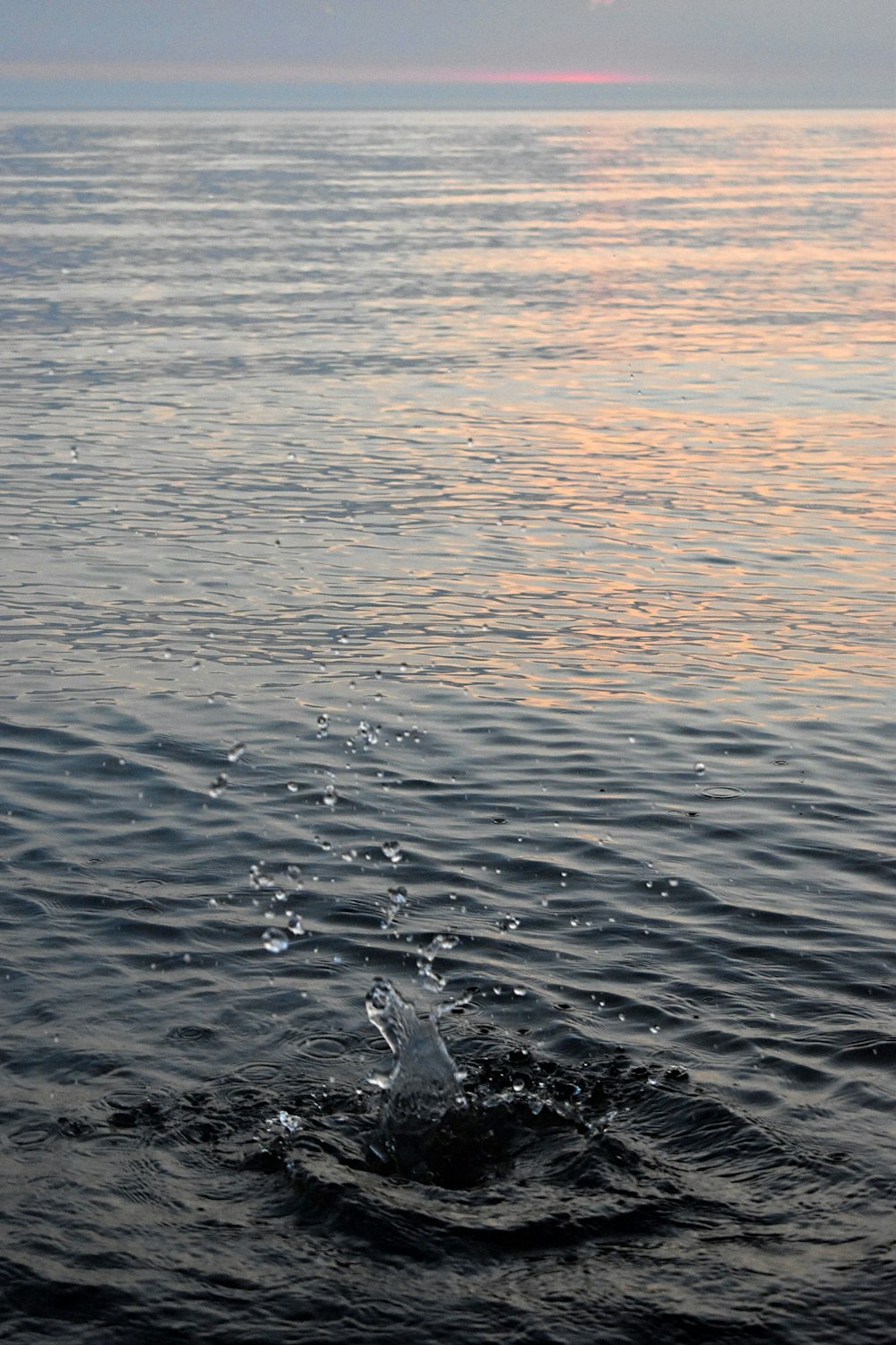 white duck on water during daytime