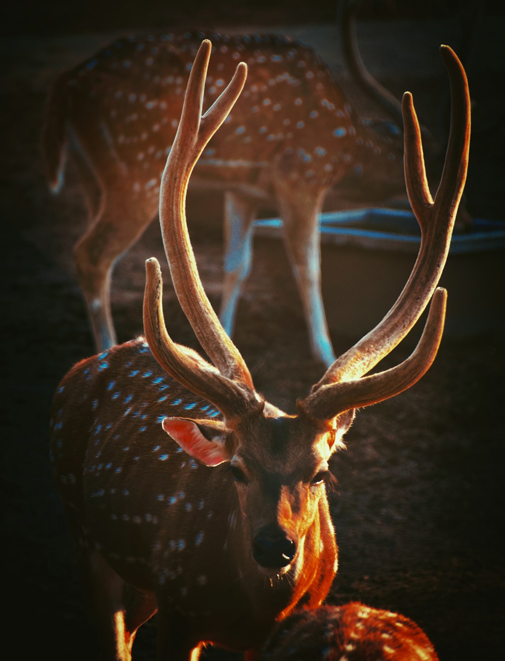 brown deer with white string lights