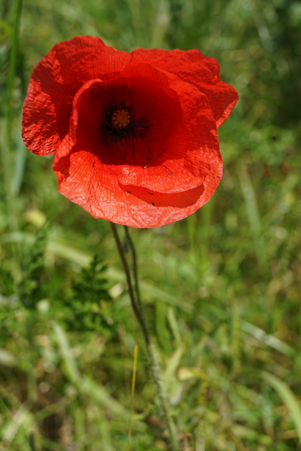 flor vermelha na lente de deslocamento de inclinação