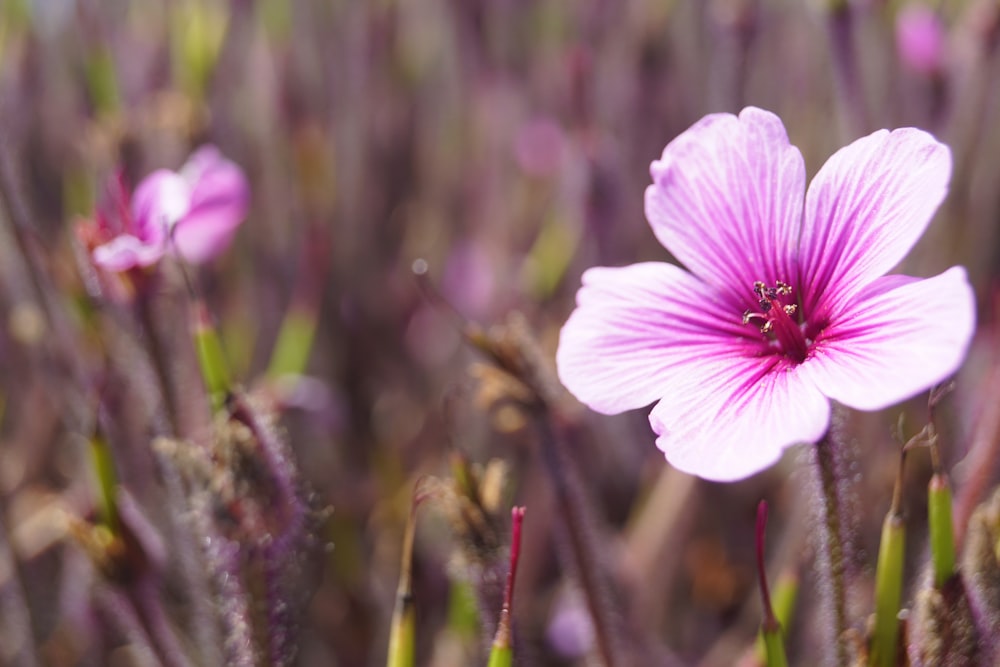 purple flower in tilt shift lens