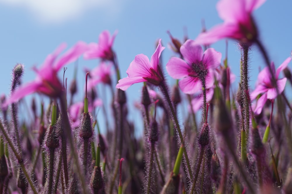 pink flower in tilt shift lens