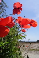 red flower in close up photography