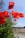 red flower in close up photography