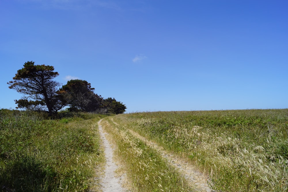 green grass field under blue sky during daytime