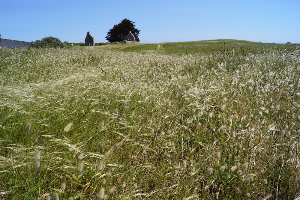 green grass field during daytime