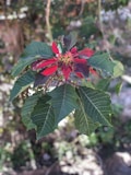 A plant with vibrant red flowers and large, dark green leaves growing in an outdoor setting. The flower petals are narrow and elongated, creating a striking contrast against the foliage. The background is blurred, highlighting the plant in the foreground.