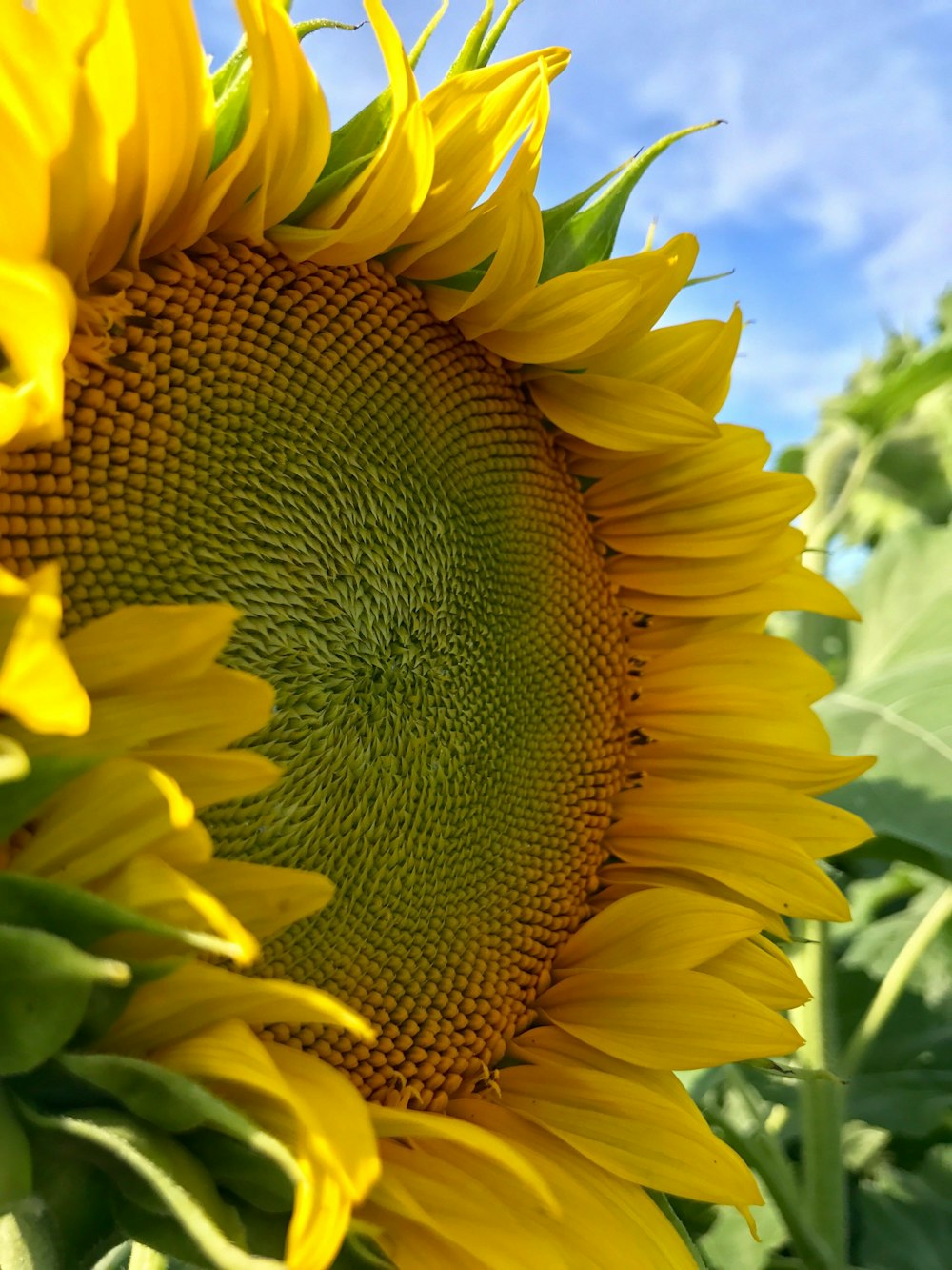 sunflower field under blue sky during daytime