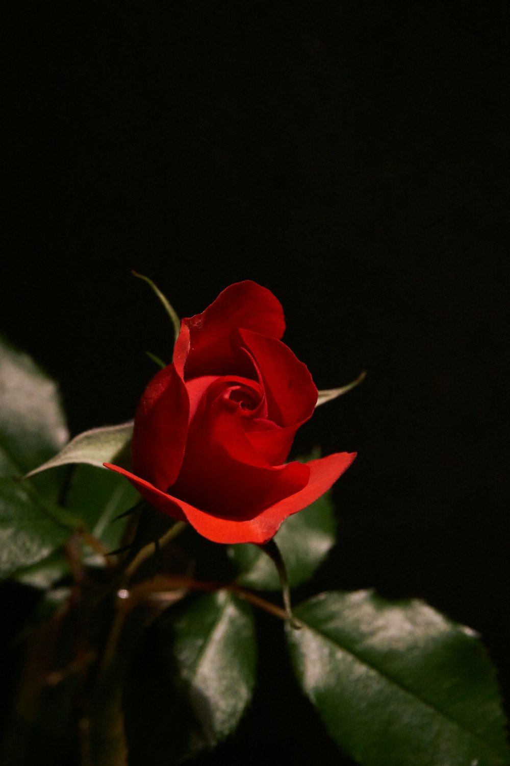 red rose in bloom during daytime