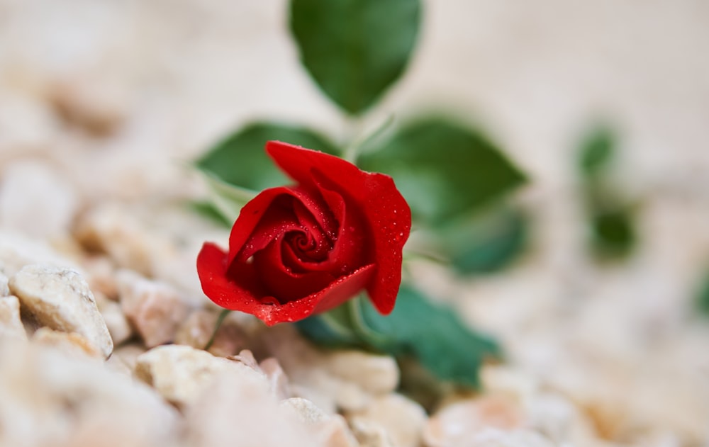 red rose in bloom during daytime