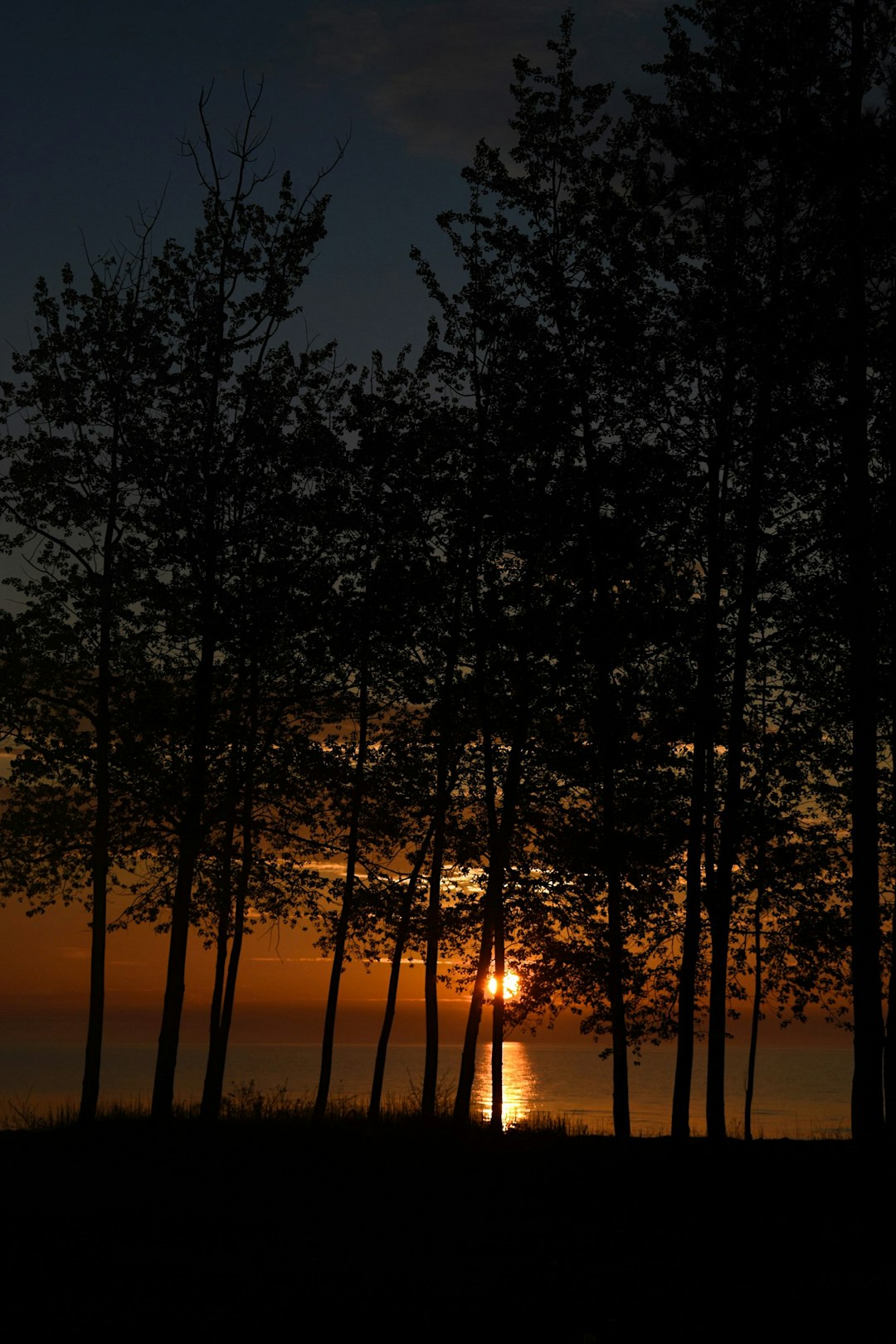 silhouette of trees during sunset