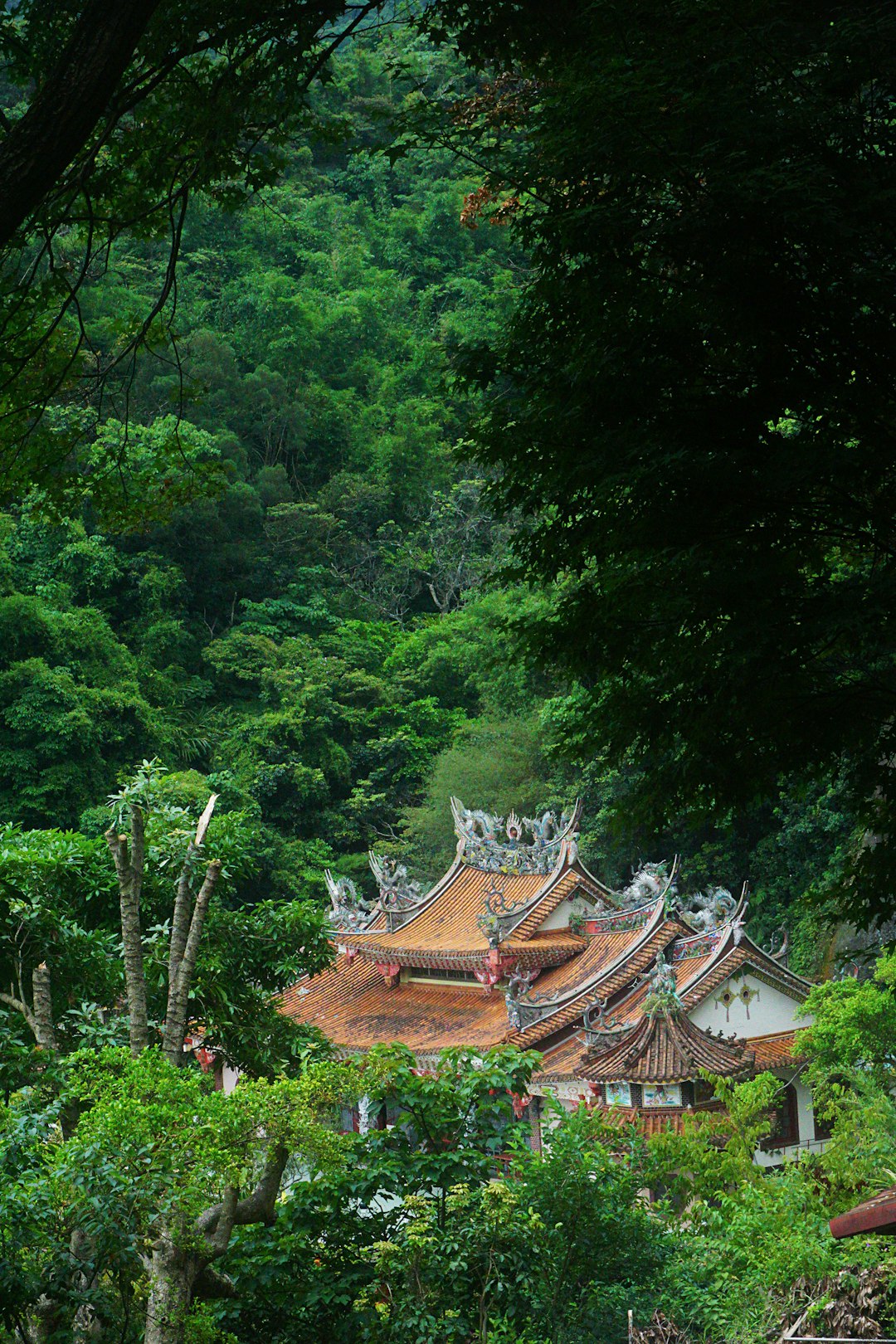 travelers stories about Jungle in Taipei, Taiwan