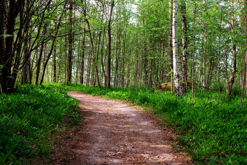 brown dirt road between green grass and trees during daytime