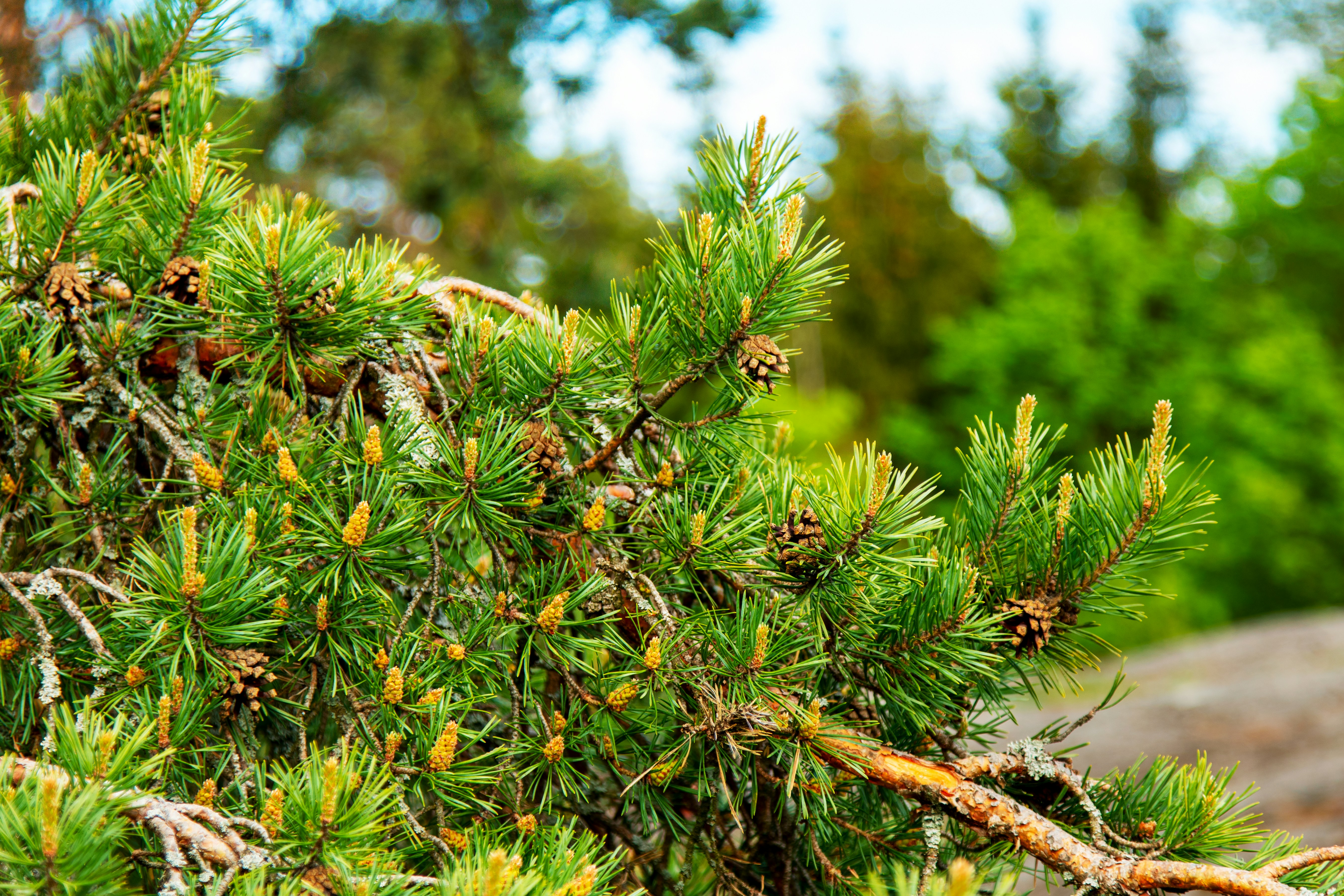 Planta verde y marrón durante el día