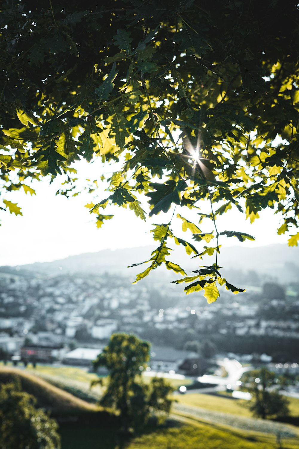 green leaves on a tree during daytime