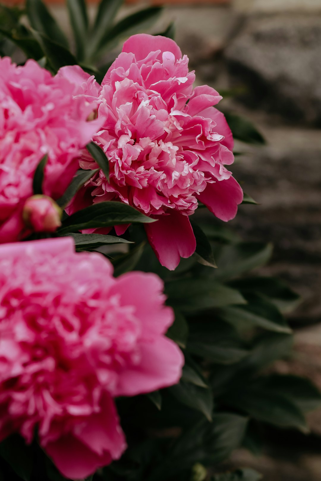 pink flowers in tilt shift lens