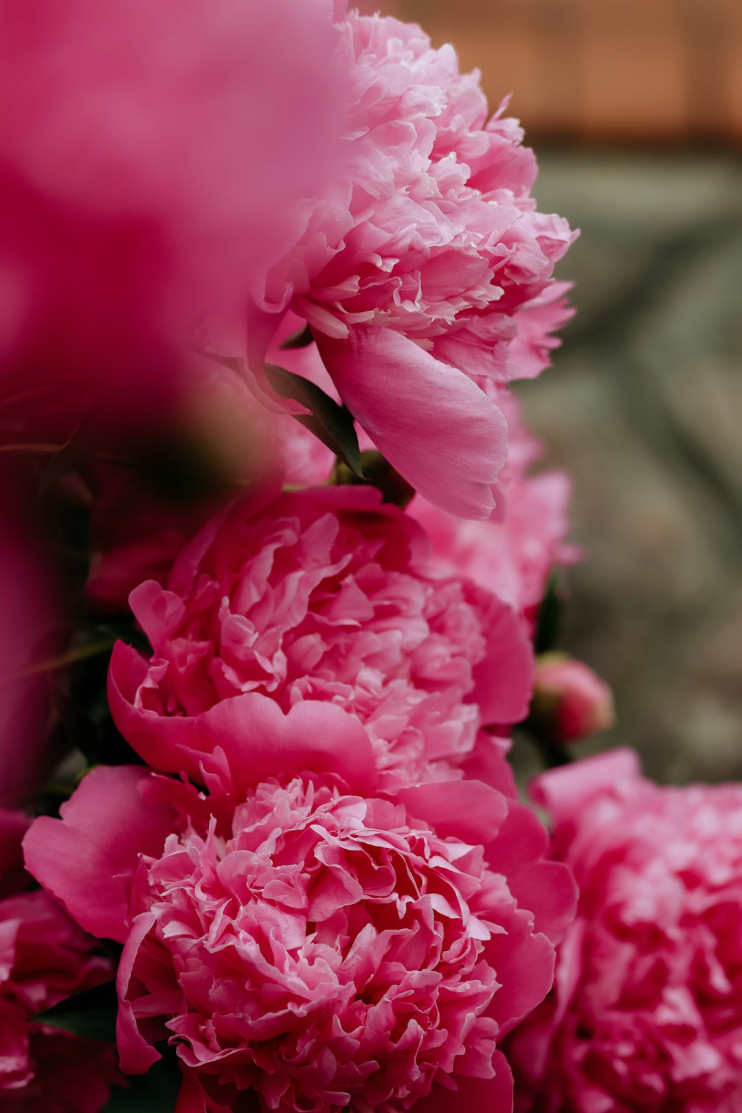 pink flowers in tilt shift lens