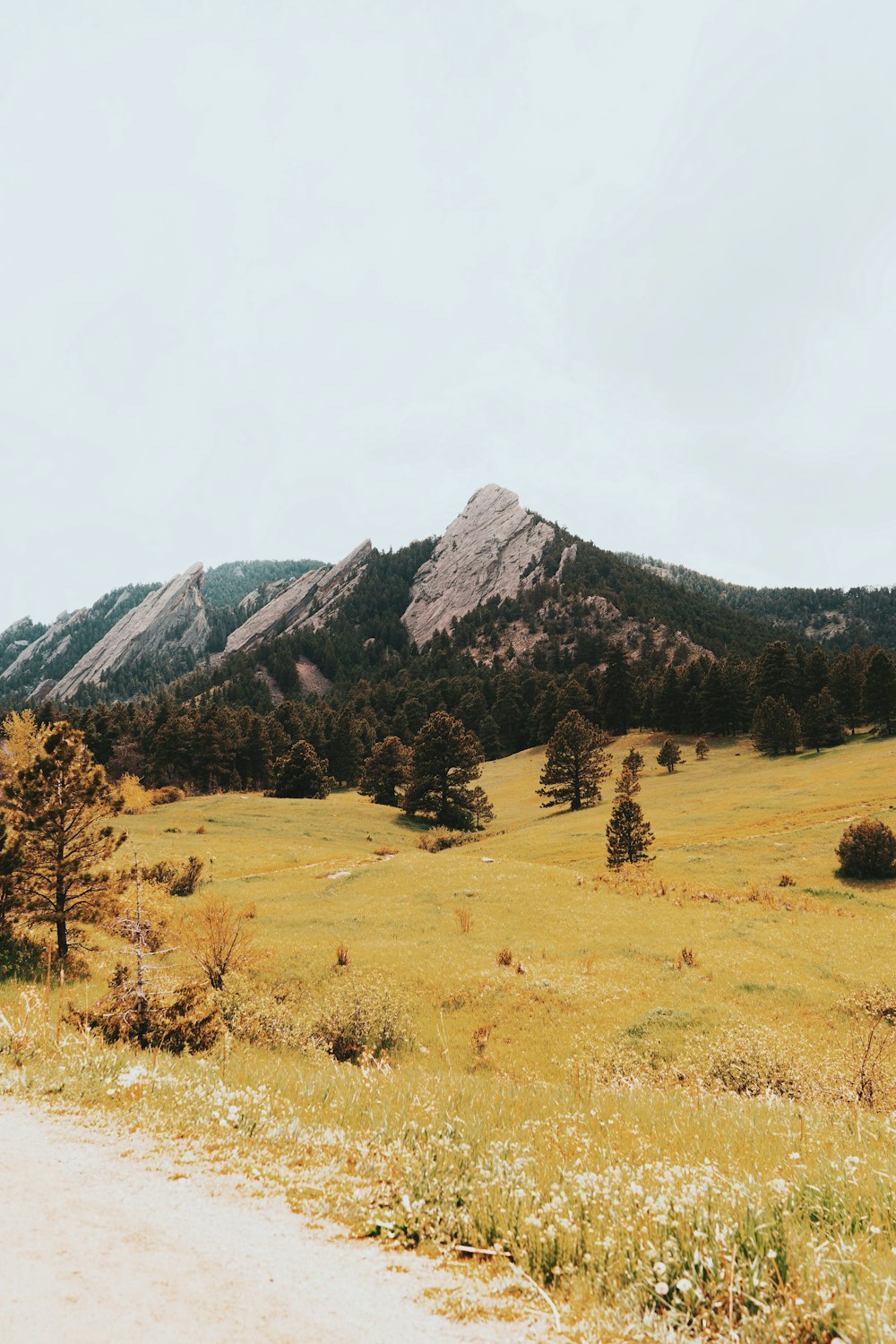 green trees on brown grass field near mountain under white sky during daytime