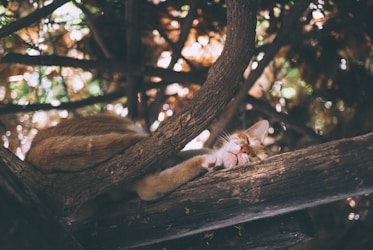 Cat Heat Stroke: Prevention, Signs and Emergency Treatment