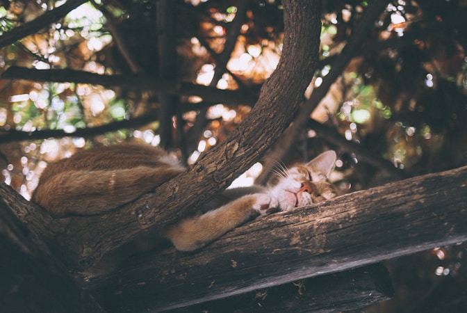Cat Heat Stroke: Prevention, Signs and Emergency Treatment