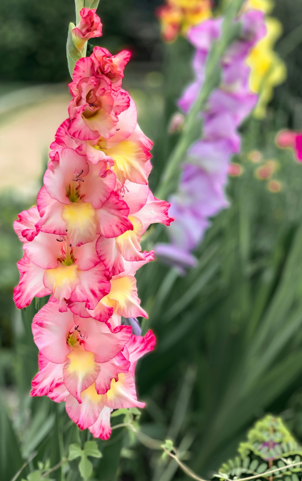 pink and white flower in tilt shift lens