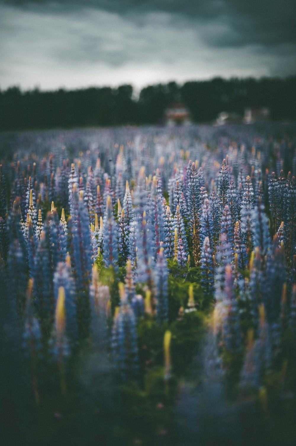 purple flowers on body of water during daytime