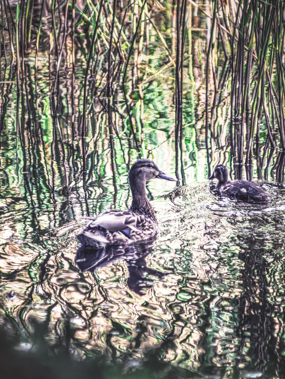 black duck on water during daytime