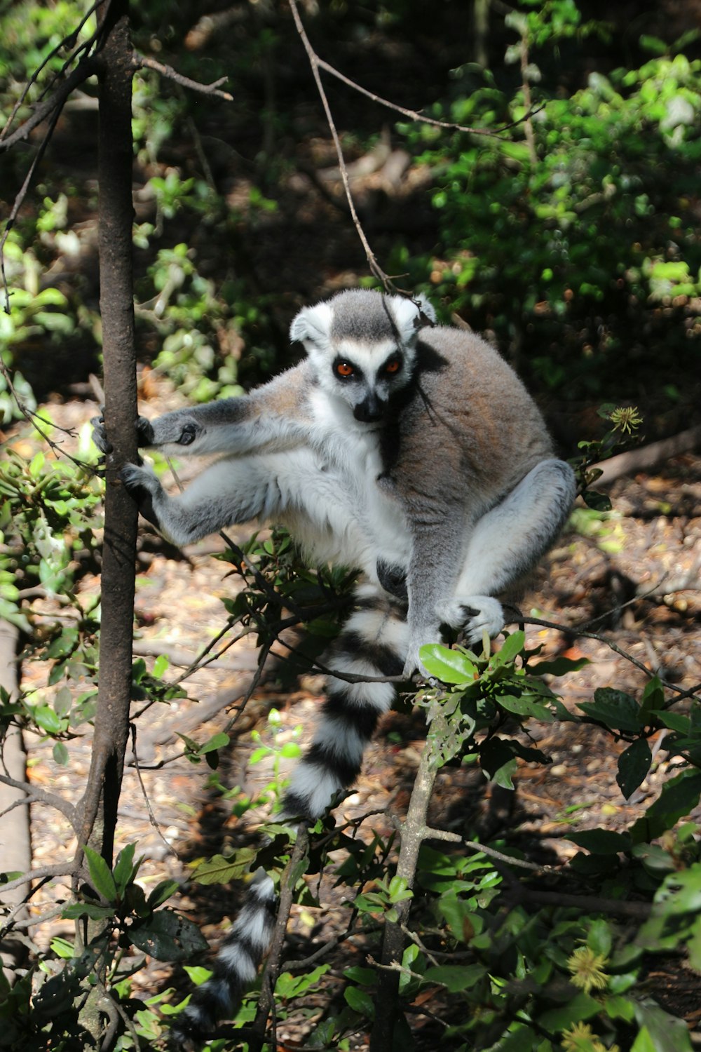 gray and white lemur on brown tree branch during daytime