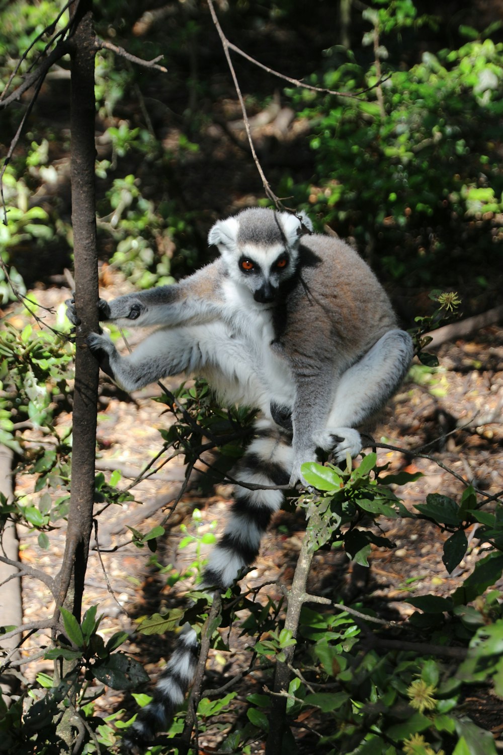 lemure grigio e bianco sul ramo marrone dell'albero durante il giorno
