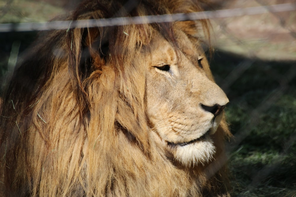 león acostado sobre una superficie negra