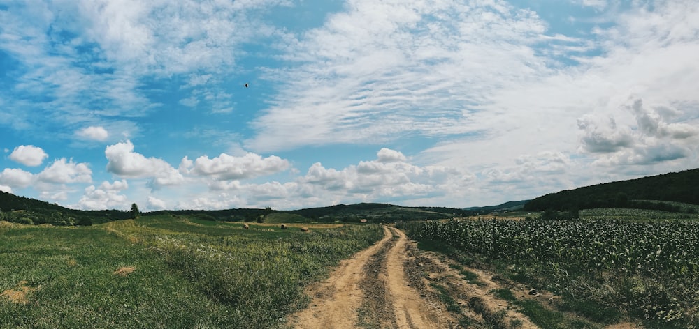 green grass field under blue sky and white clouds during daytime