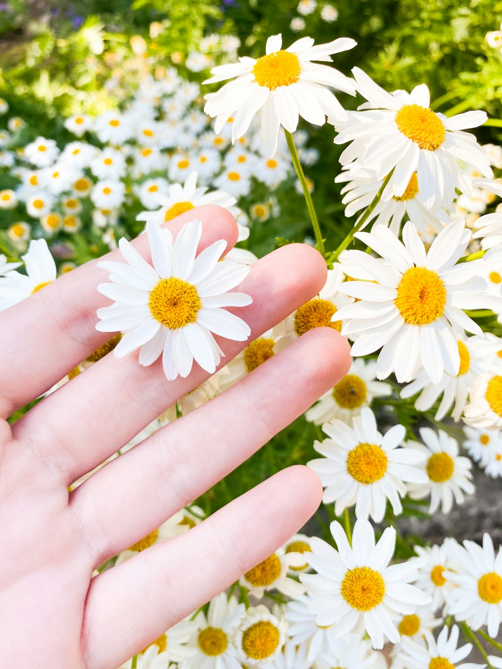 Person mit weißen und gelben Blüten