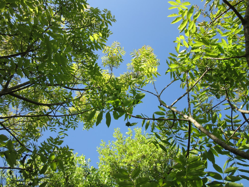 grüner Baum unter blauem Himmel tagsüber