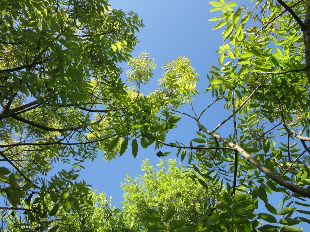 green tree under blue sky during daytime