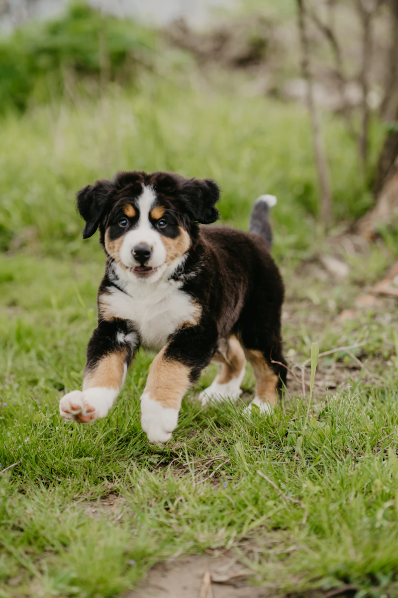 Hannes, ein Berner-Sennenhund-Welpe, trabt über das Gras