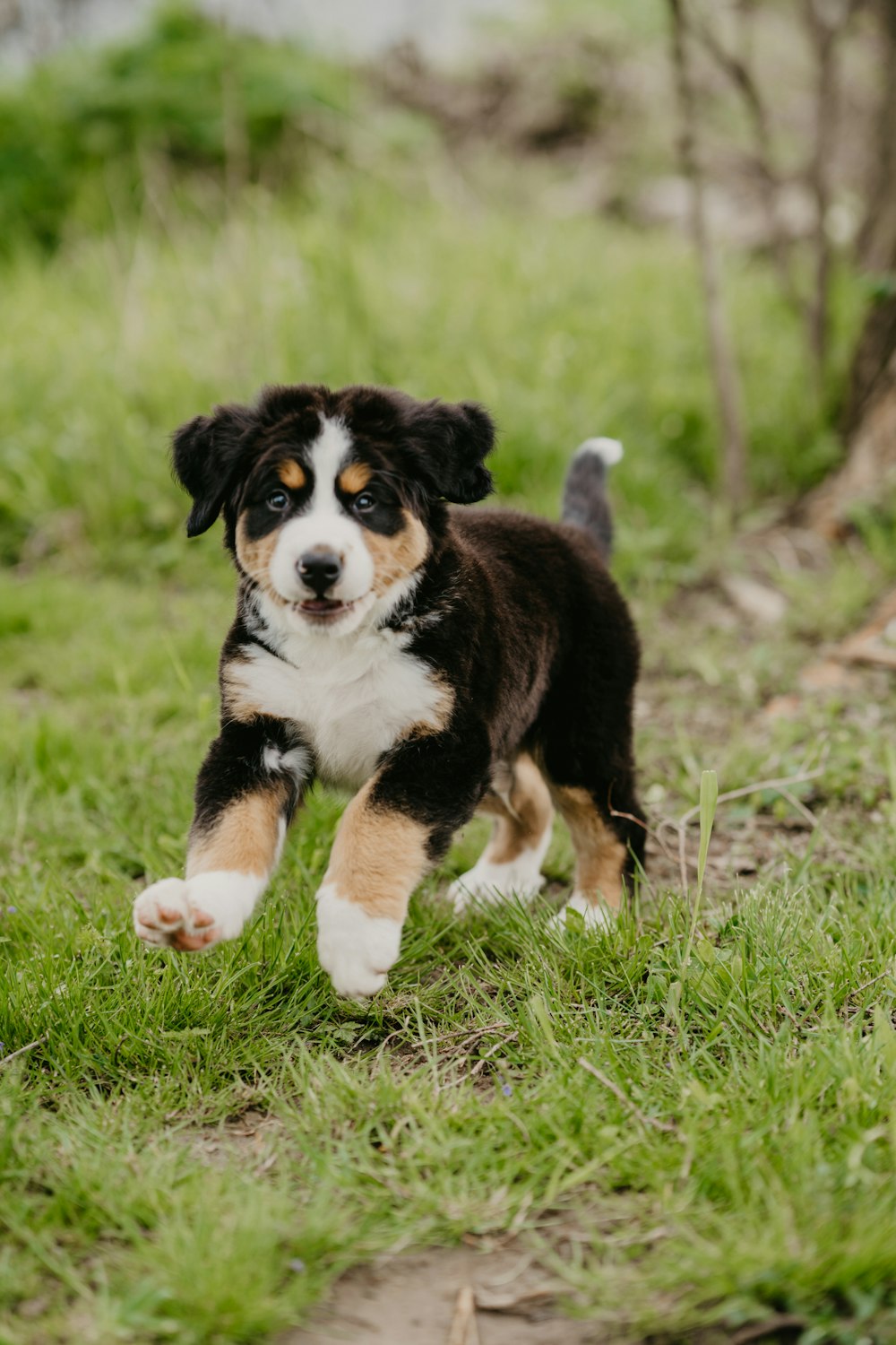 tricolor bernese mountain dog puppy on green grass field during daytime