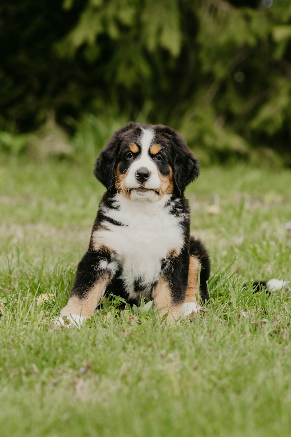 tricolor bernese mountain dog puppy on green grass during daytime