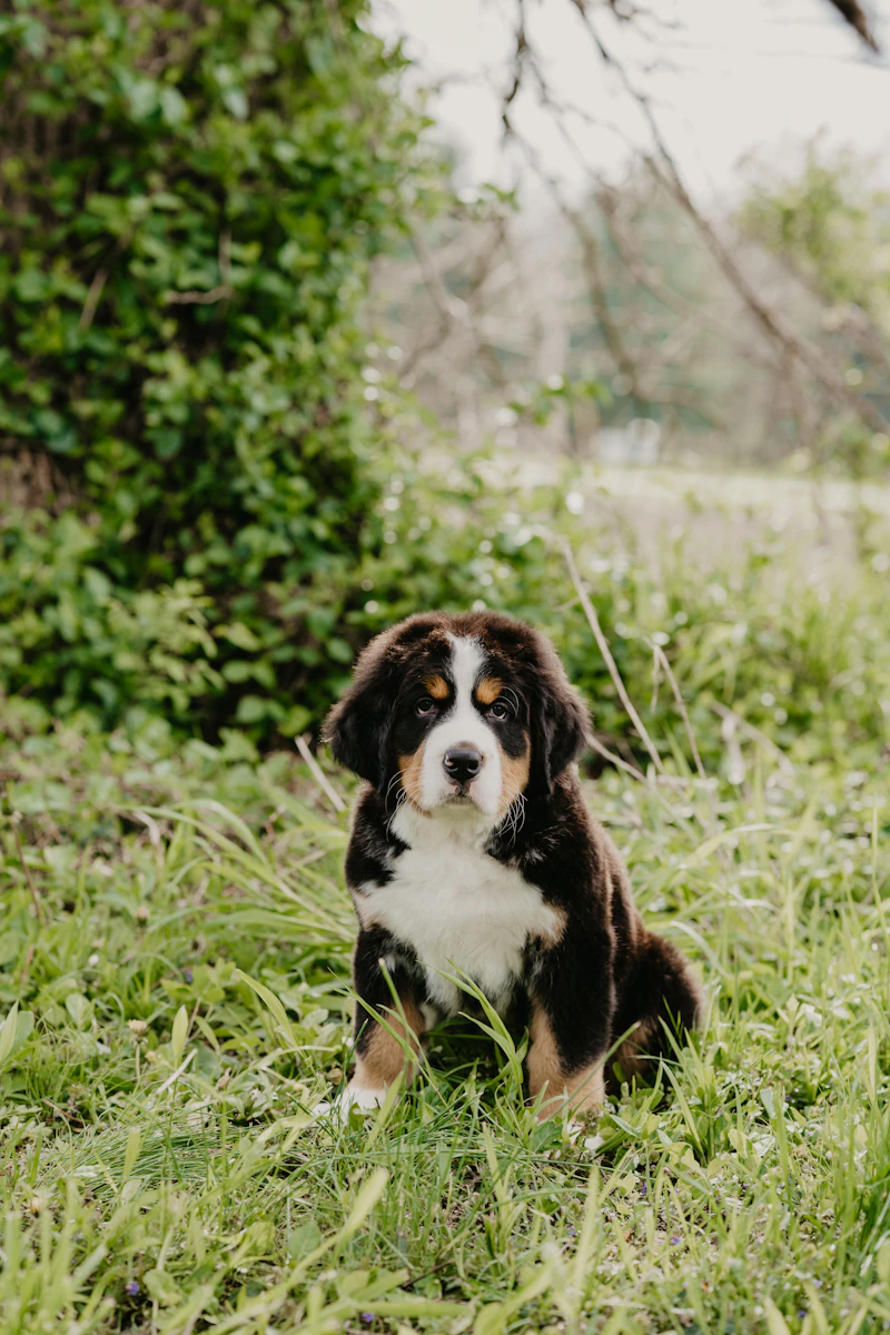Hella, ein Berner-Sennenhund-Welpe, sitzt im hohen Gras am Gartenrand