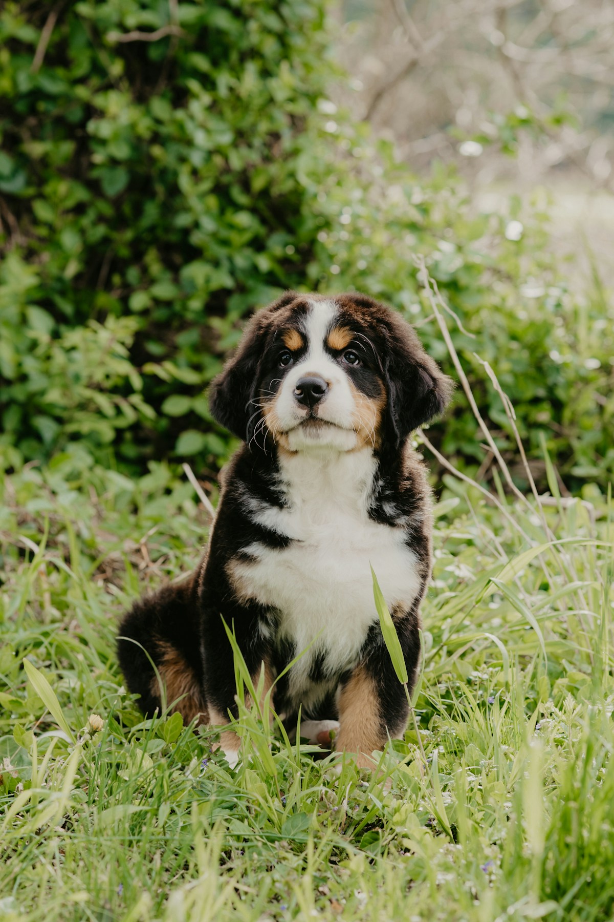 Filhote de Bernese Mountain Dog sentado na grama alta, olhando para a câmera