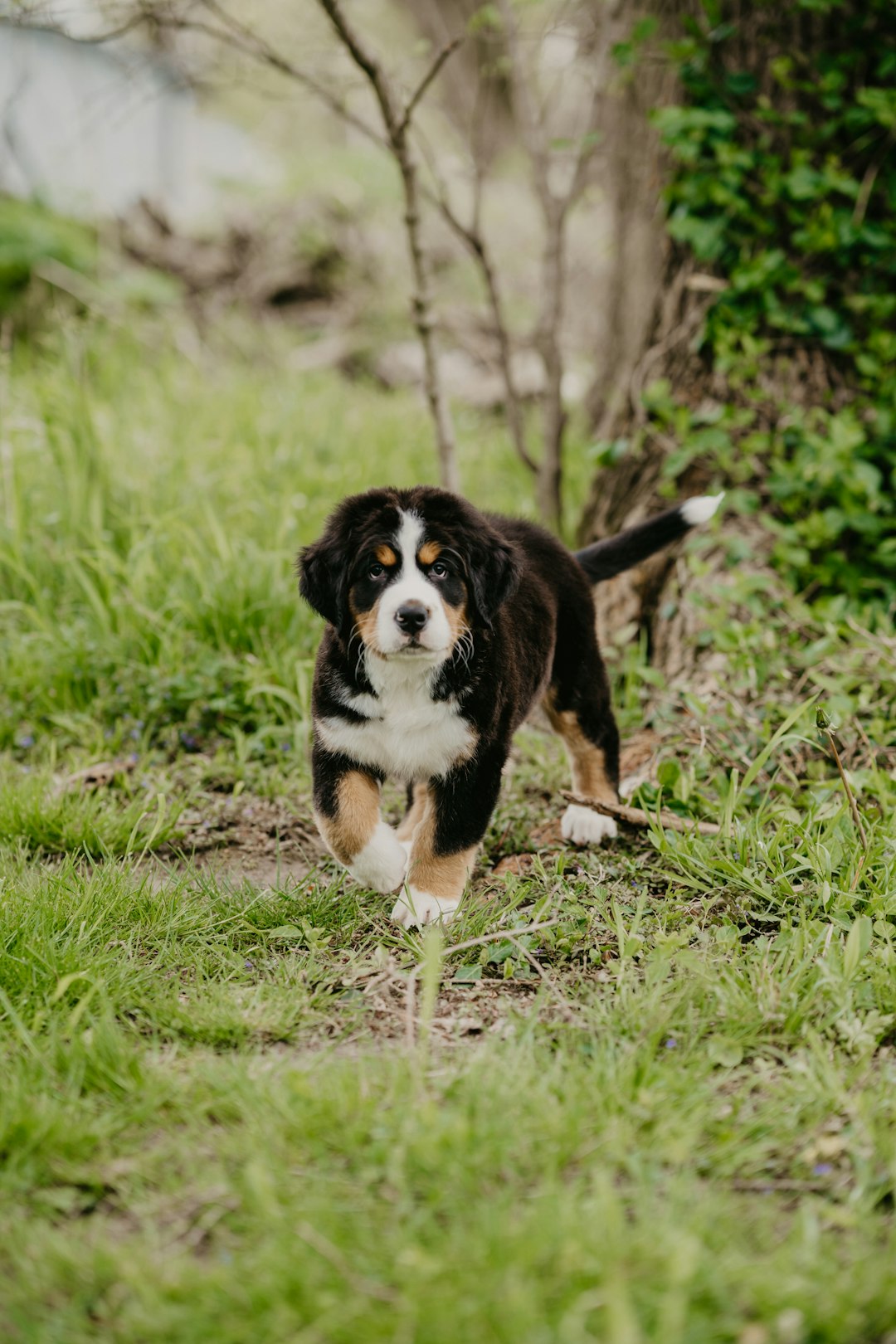tricolor bernese mountain dog on green grass field during daytime