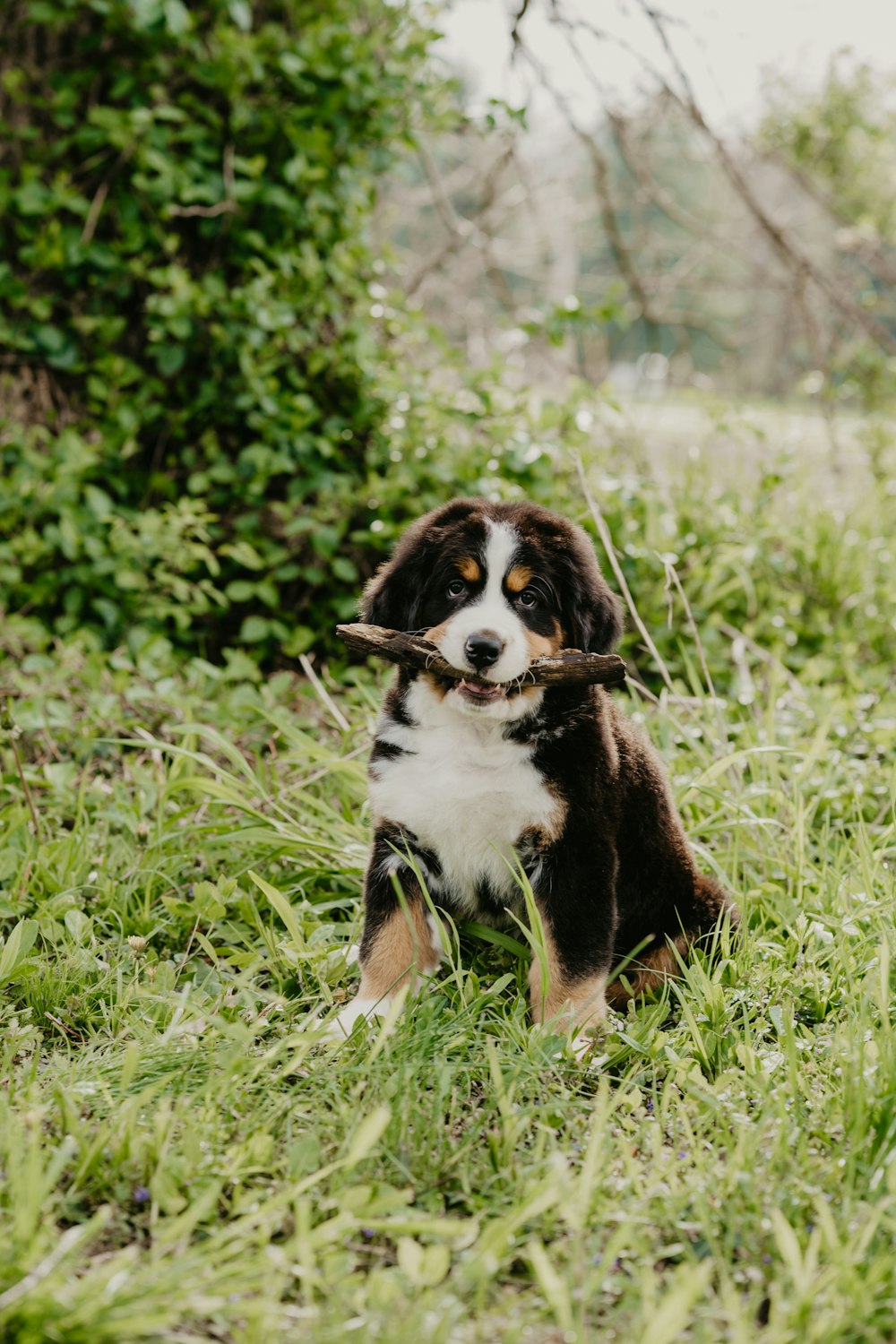 black white and brown bernese mountain dog puppy on green grass during daytime