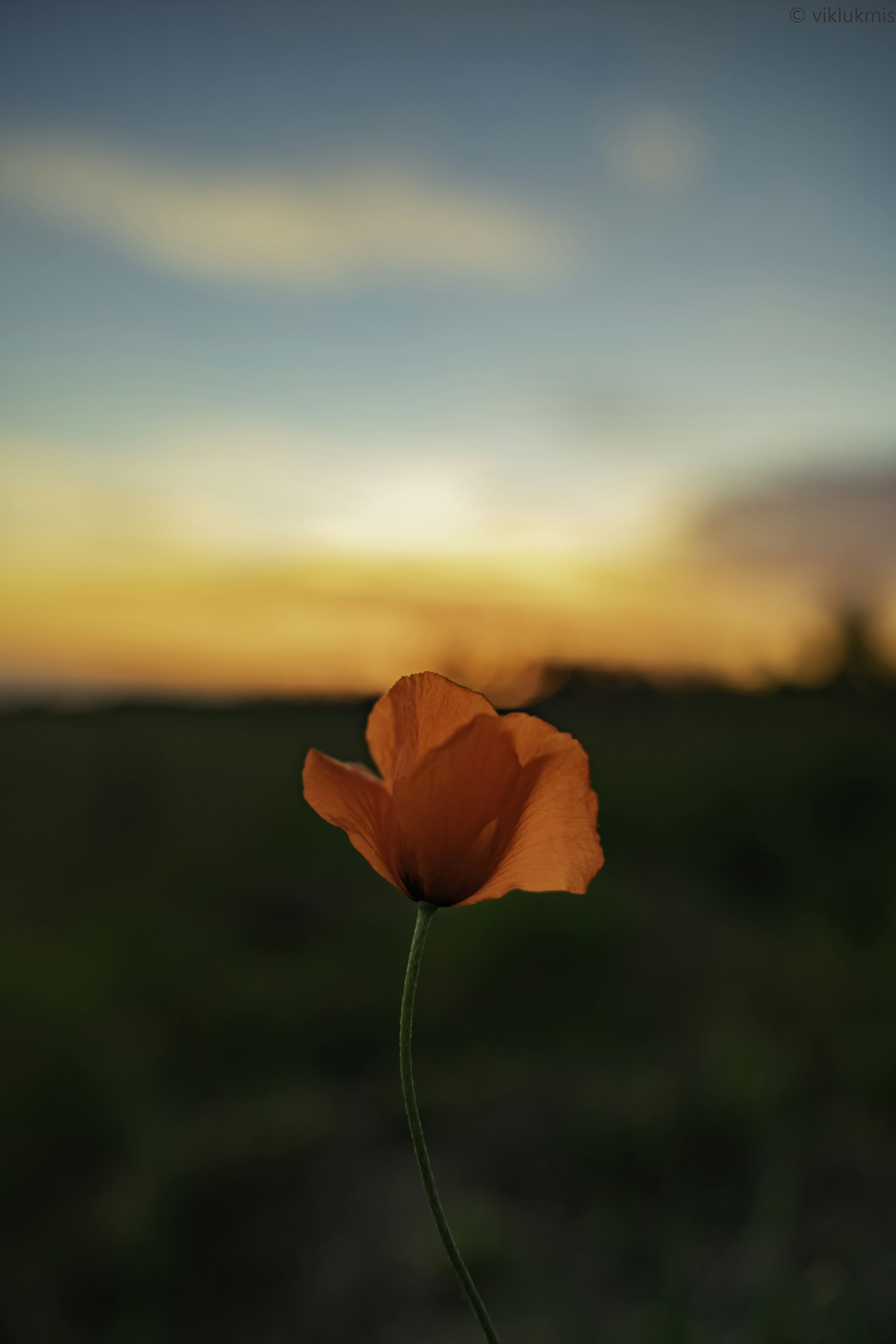 Photo by viklukphotography