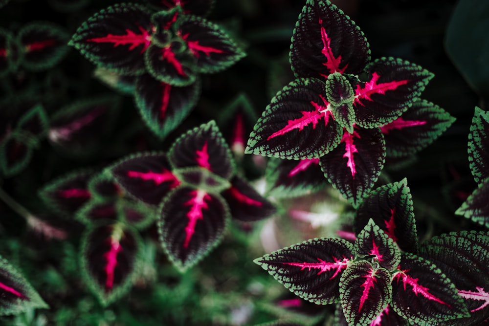 purple flowers in tilt shift lens