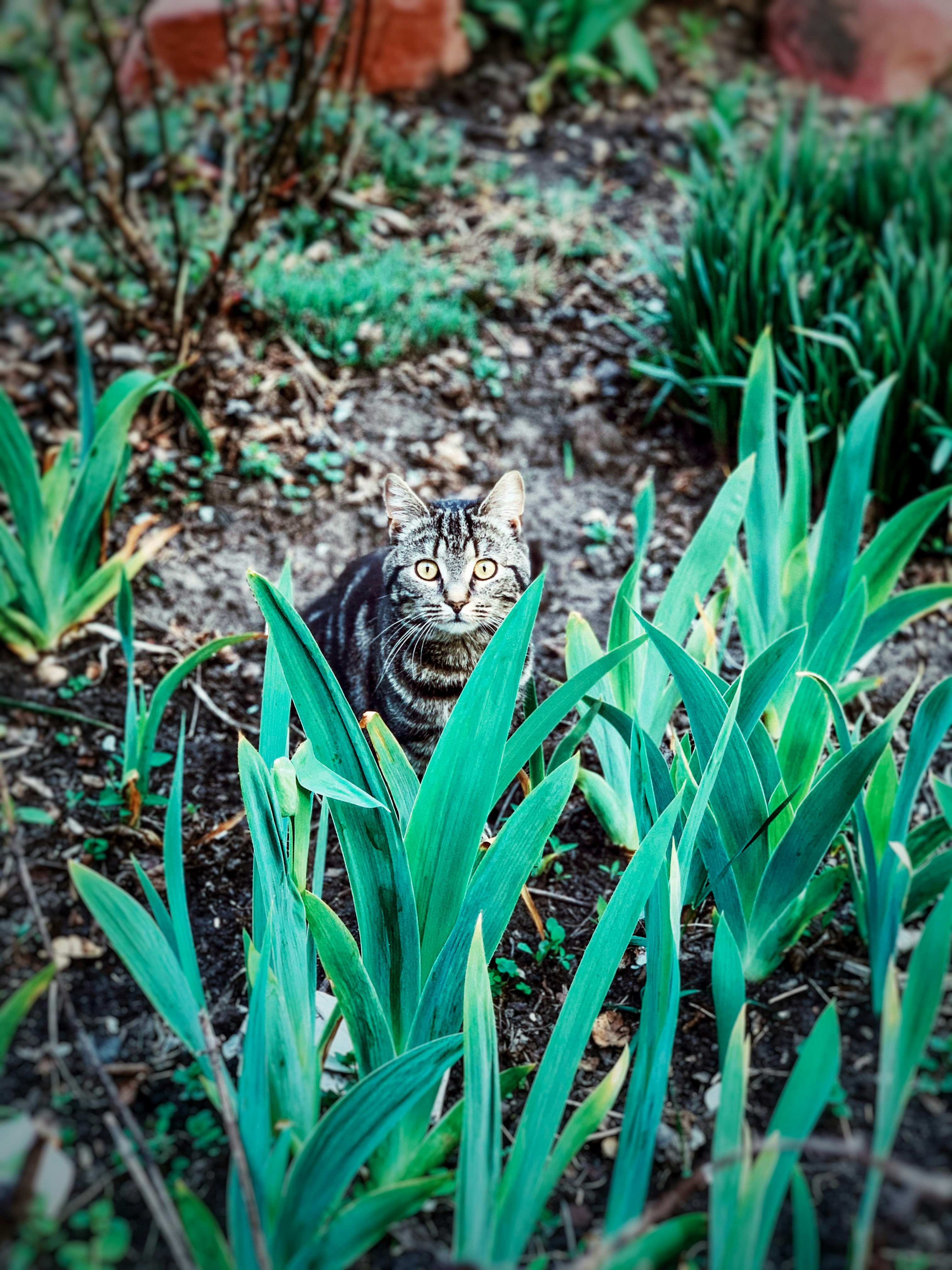 Foto zum Thema Schwarz-weiße Tabby-Katze auf dem Boden – Kostenloses ...