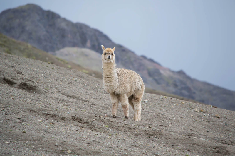 A llama on a sunny hillside in the Cusco region