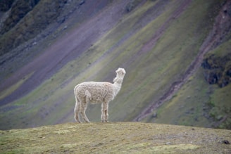 white sheep on green grass field during daytime