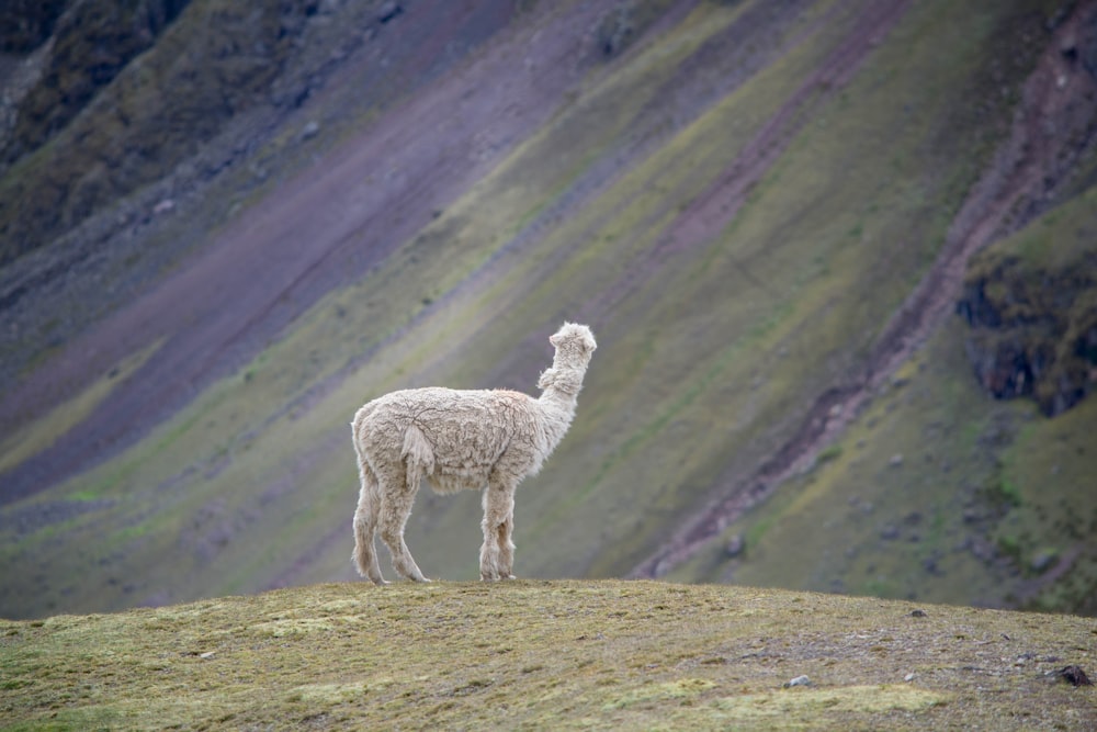 white sheep on green grass field during daytime